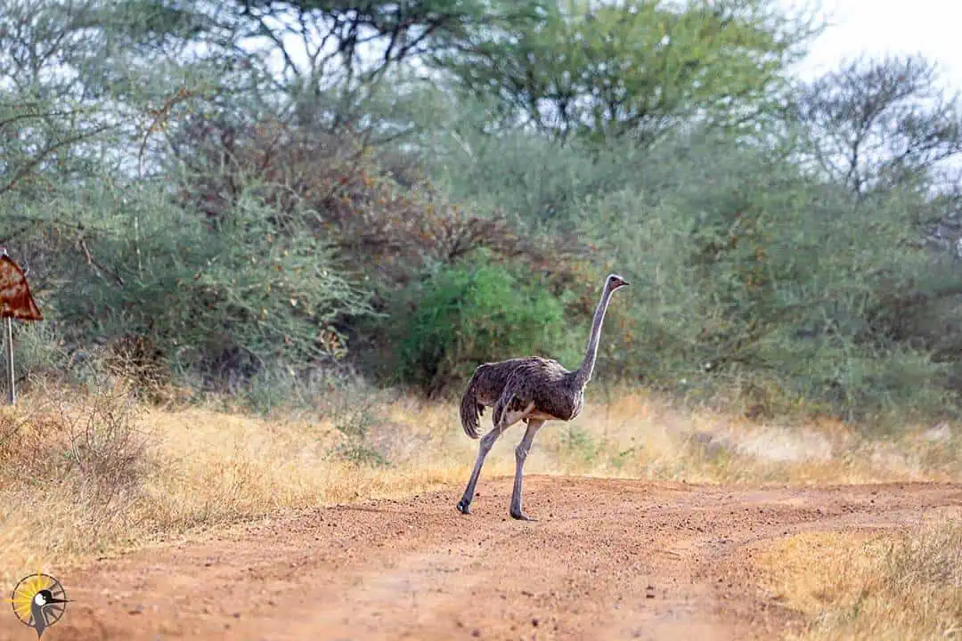 young ostrich